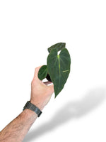 Anthurium Guna Yala rare plants collection