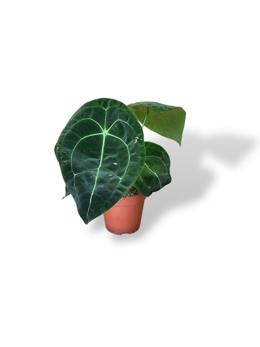 Anthurium Forgetii