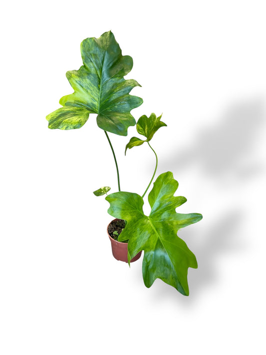 Philodendron Thaumatophyllum Variegata rare plants collection marcelarium