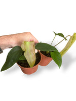 Anthurium Napo rare plants collection rpc marcelarium