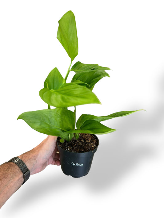 Monstera Canelos