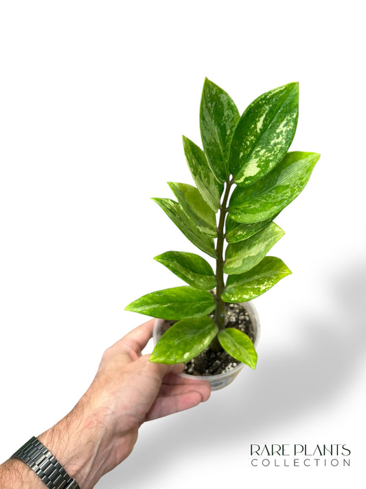 ZZ Variegata N.4