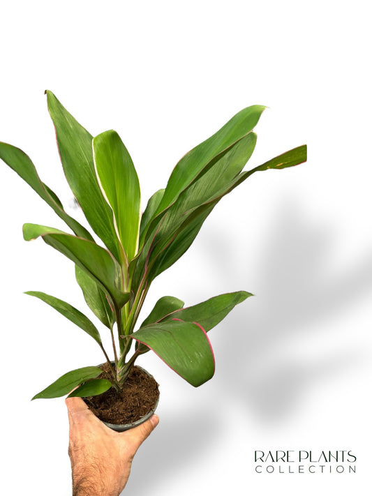 Cordyline Geraldo