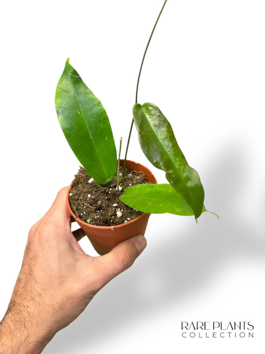 Hoya Archboldiana