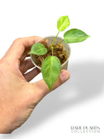 Philodendron Billietiae Variegata x Paraiso Verde N.1