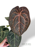 Anthurium Michelle Hot Pink x Red Velvet Cake xxl rare plants collection hybrid doc block