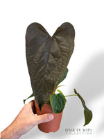 Anthurium Queen of Hearts rare plants collection marcelarium plante rare en ligne plante d'intérieur