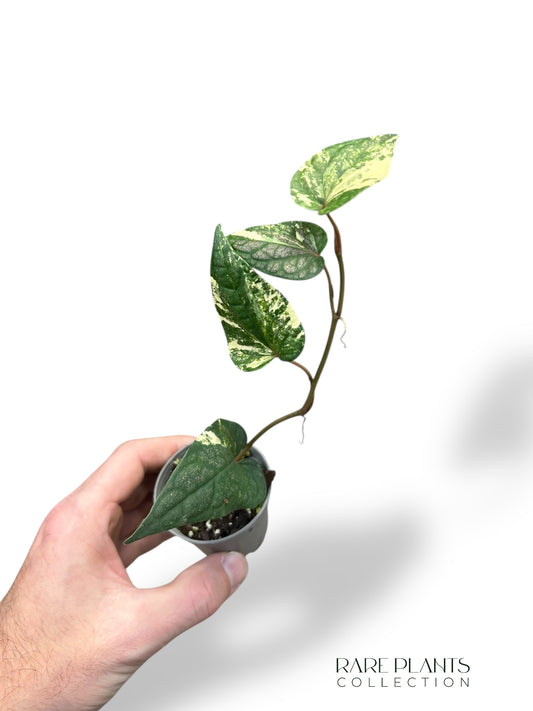 Piper Argyrites Variegata