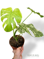 Monstera White Monster (large form)