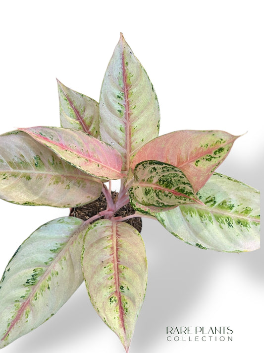 Aglaonema Chartreuse Pretty