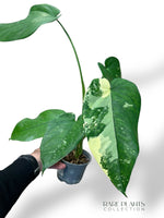 Syngonium Chiapense Albo Variegata