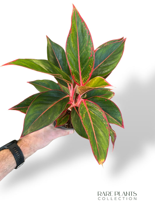 Aglaonema Jungle Lava