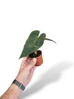 Anthurium Guna Yala rare plants collection