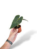 Anthurium Guna Yala rare plants collection