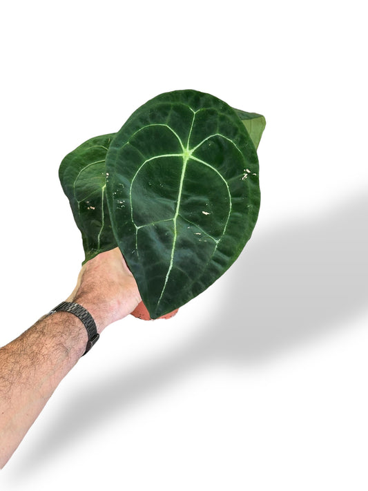 Anthurium Forgetii