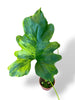 Philodendron Thaumatophyllum Variegata rare plants collection marcelarium