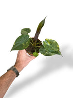 Alocasia Wentii Variegata rare plants collection rpc marcelarium