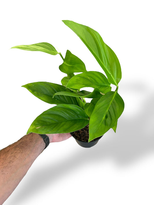 Monstera Canelos