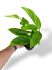 Monstera Canelos