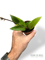 Hoya Parasitica Red Leaf