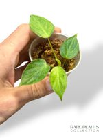 Philodendron Billietiae Variegata x Paraiso Verde N.1