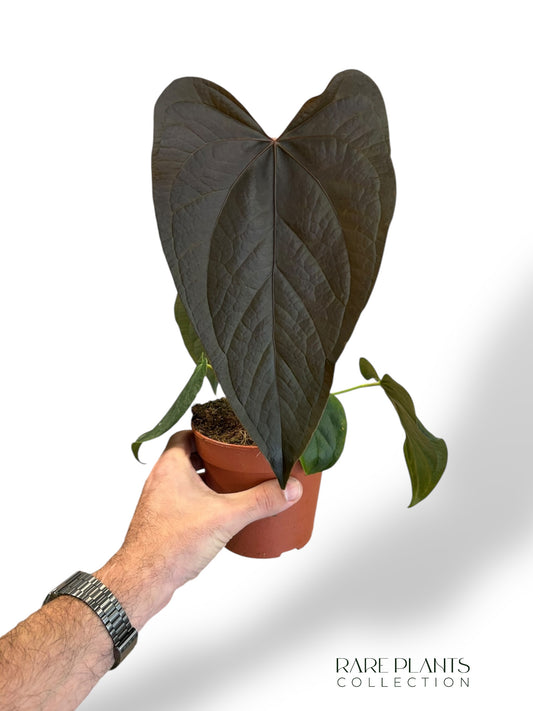 Anthurium Queen of Hearts rare plants collection marcelarium plante rare en ligne plante d'intérieur