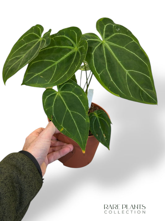 Anthurium Restless Dreamer