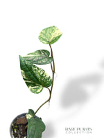 Piper Argyrites Variegata