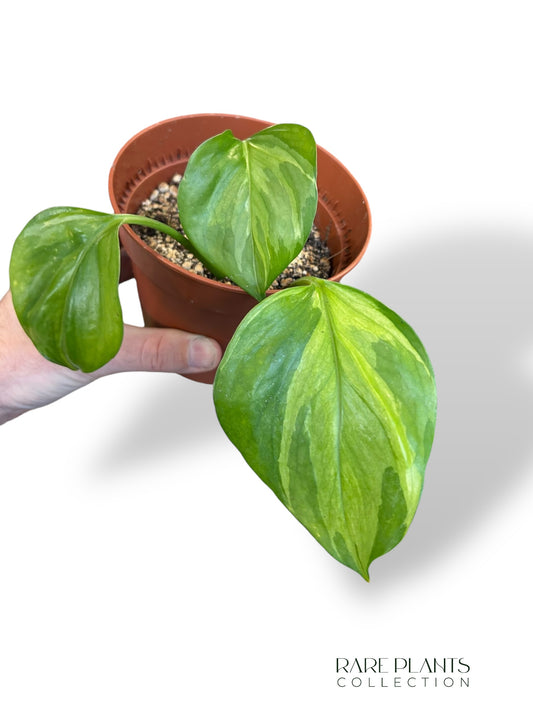 Epipremnum Manjula Gold