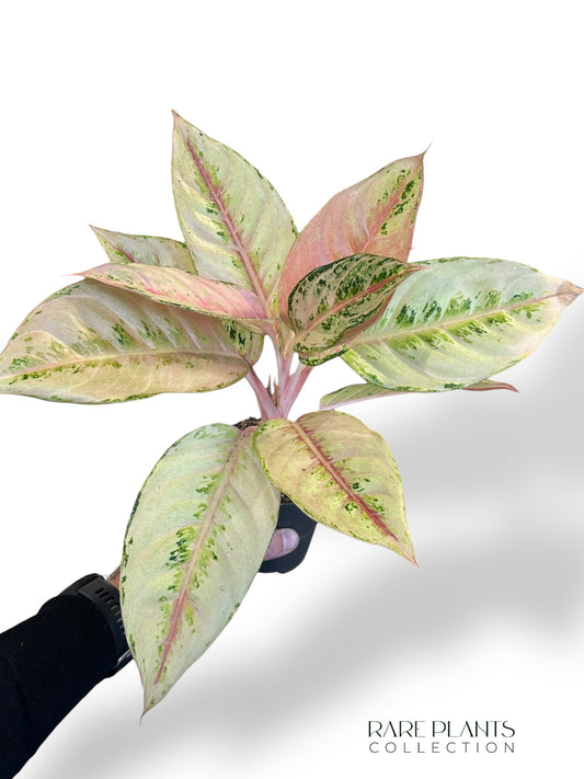 Aglaonema Chartreuse Pretty