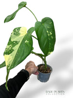 Syngonium Chiapense Albo Variegata