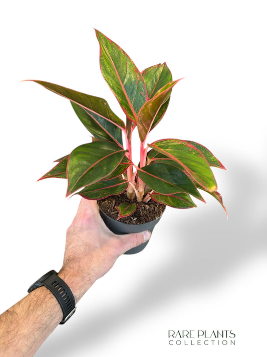 Aglaonema Jungle Lava