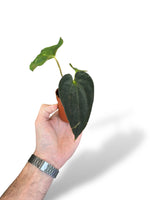 Anthurium Guna Yala rare plants collection