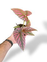 Begonia Brevirimosa rare plants collection marcelarium