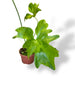 Philodendron Thaumatophyllum Variegata rare plants collection marcelarium
