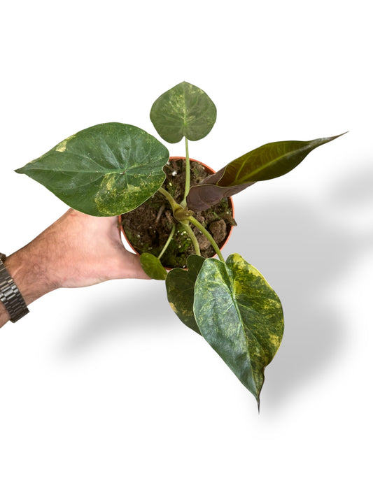 Alocasia Wentii Variegata rare plants collection rpc marcelarium