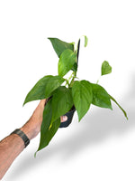 Monstera Acacoyaguensis rare plants collection rpc marcelarium