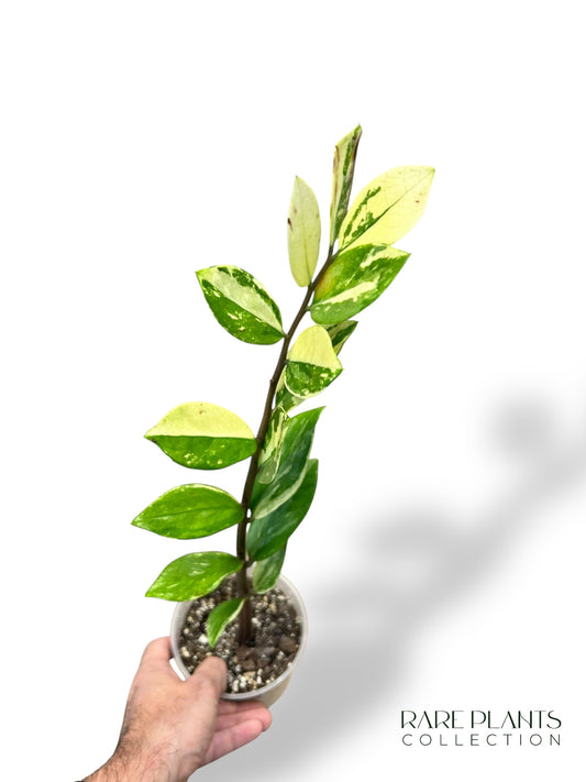 ZZ Variegata N.6