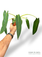 Philodendron Spiritus Sancti