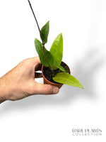 Hoya Parasitica Red Leaf