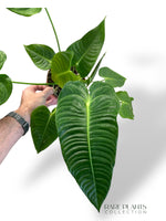 Anthurium Veitchii Narrow