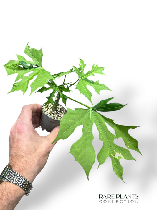 Chaya Cnidoscolus Aconitifolius Variegata type 1