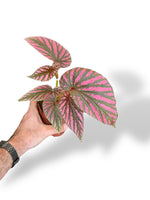 Begonia Brevirimosa rare plants collection marcelarium