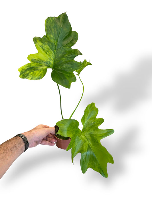 Philodendron Thaumatophyllum Variegata rare plants collection marcelarium