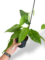 Monstera Acacoyaguensis rare plants collection rpc marcelarium