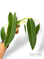 Philodendron Spiritus Sancti