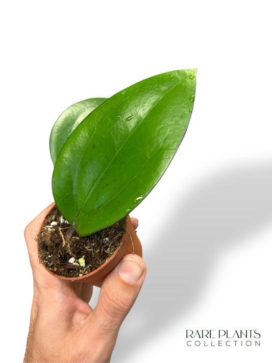 Hoya Bumijawa