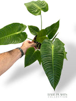 Anthurium Veitchii Narrow