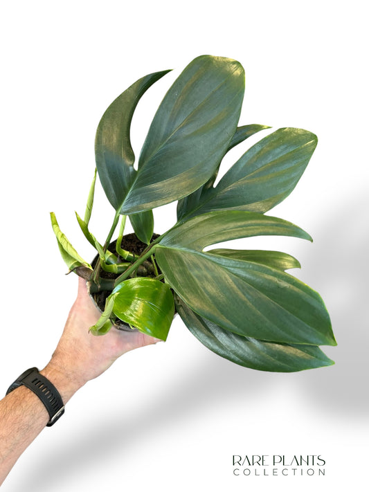 Rhaphidophora Decursiva