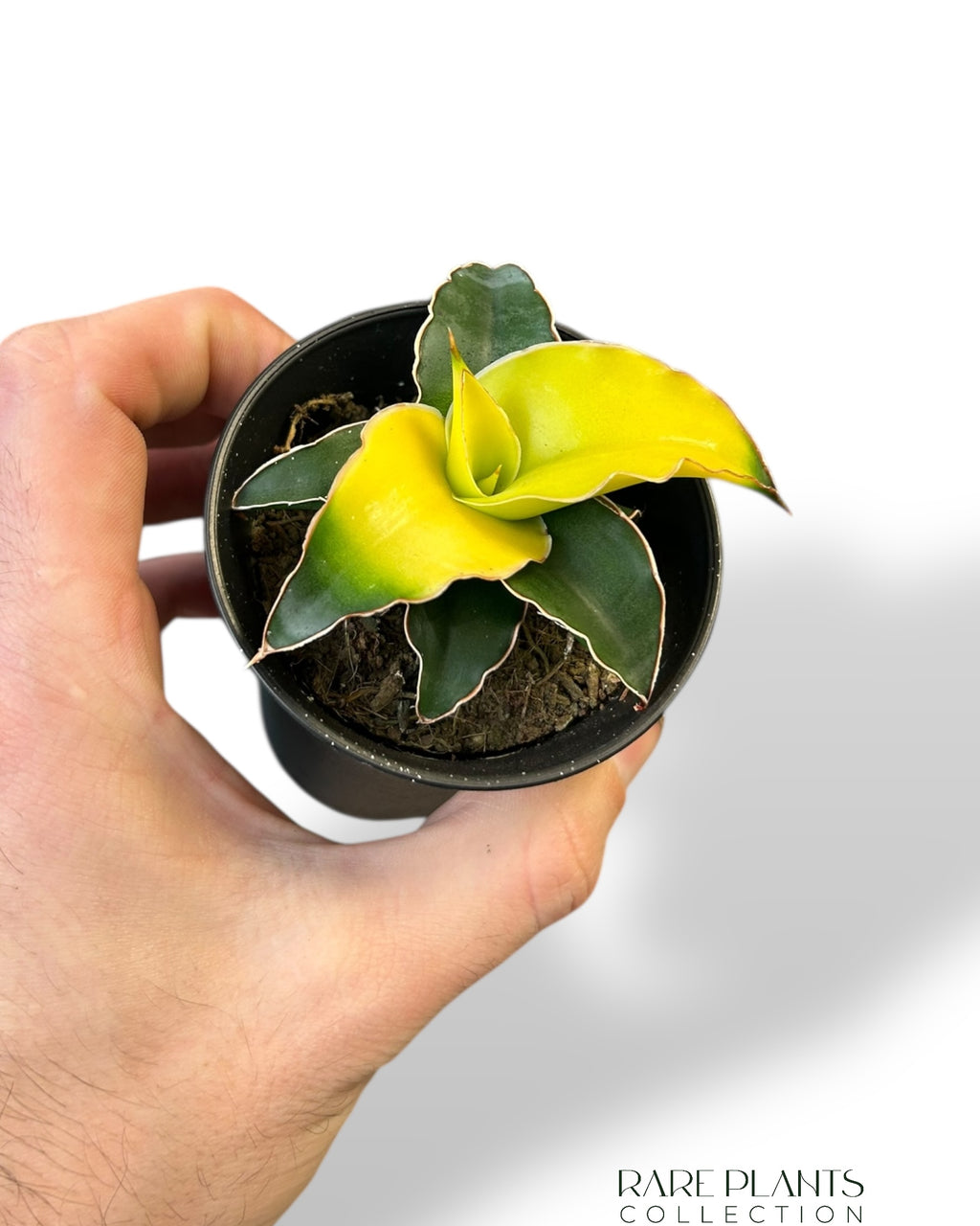 sansevieria star canary Sansevieria Star Canary | Buy online